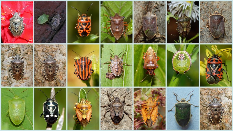 I miei Pentatomidae...